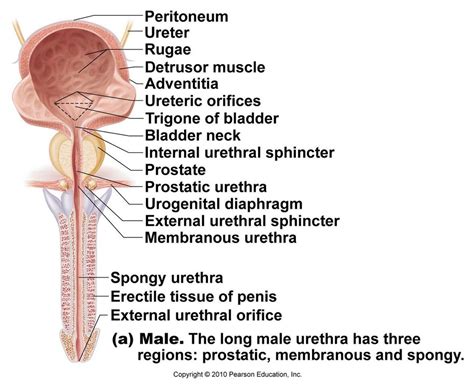 Urinary meatus